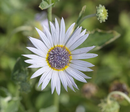 Beautiful close-up of arctotis venusta