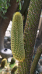 Beautiful close-up of weberbauerocereus winterianus
