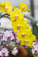 Close-up photo of a yellow orchid flower.