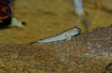 Barred mudskipper..