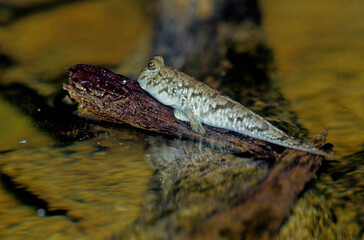 Obraz premium Barred mudskipper..