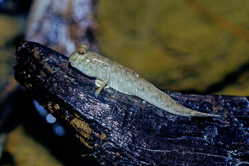 Barred mudskipper..