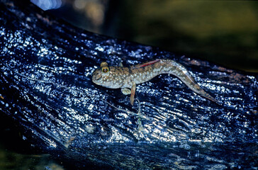 Barred mudskipper..