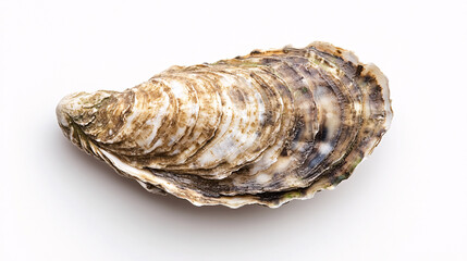 Oyster Shell