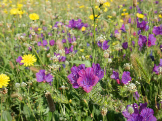 Floral spring and summer design