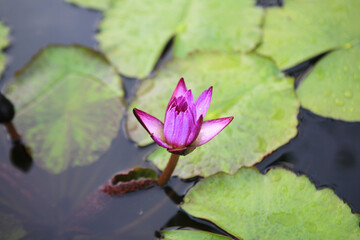 View of the pink water lily on the pond in summer