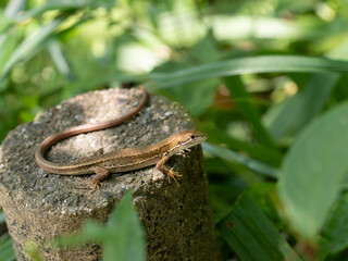 日本固有種のニホンカナヘビ