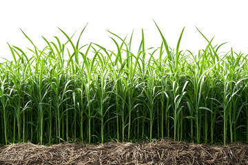 Obraz premium sugar cane plantation isolated on transparent background ,