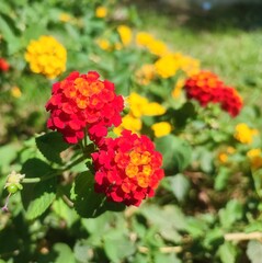 Common lantana: a species of Shrub verbenas, its botanical name is Lantana camara.