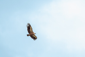 A Eurasion Griffon Vulture (Gyps fulvus) in flight over Millau in south west France