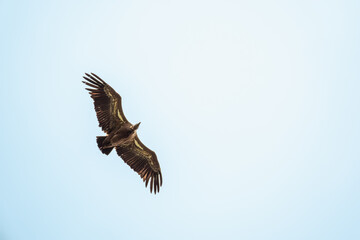 A Eurasion Griffon Vulture (Gyps fulvus) in flight over Millau in south west France