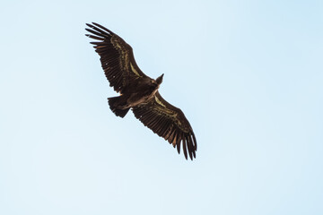 A Eurasion Griffon Vulture (Gyps fulvus) in flight over Millau in south west France