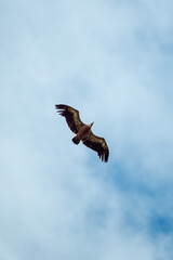 A Eurasion Griffon Vulture (Gyps fulvus) in flight over Millau in south west France