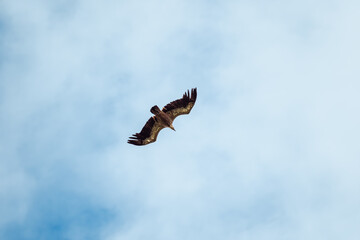A Eurasion Griffon Vulture (Gyps fulvus) in flight over Millau in south west France