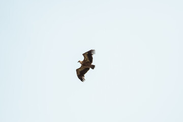 A Eurasion Griffon Vulture (Gyps fulvus) in flight over Millau in south west France