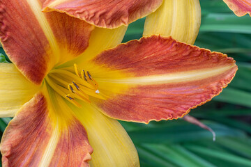 Close up orange tiger lily in full bloom. Decorative orange lilies bloom in the garden on a green background. Lilium bulbiferum flower, orange, tiger or fire lily.