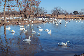 【新潟：瓢湖】冬の瓢湖には多くの白鳥が飛来して越冬する。

