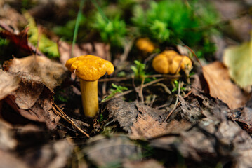 Chanterelle mushrooms growing in the autumn forest.