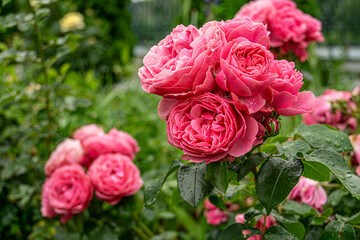 Close up of rose flowers covered in raindrops. The background is lush and green. Pink rose grows in the garden.