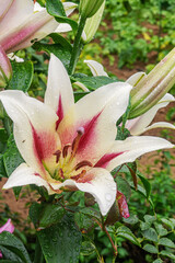 Close up white pink lily in full bloom. Decorative white pink lilies bloom in the garden on a green background.