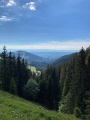 forest in the swiss mountains, Fribourg state