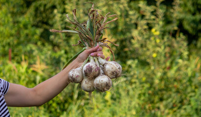 woman farmer holds onions in her hands. harvest.