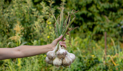 woman farmer holds onions in her hands. harvest.