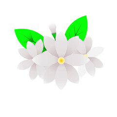 Jasmine Flower Illustration