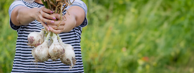 woman farmer holds onions in her hands. harvest.