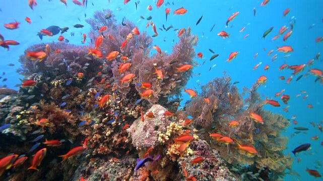 Colorful reef fish schooling above one of the healthiest coral reefs in the World - Colorful marine biodiversity while scuba div