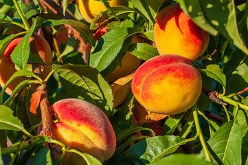 Ripe peaches on a tree branch with green leaves, illuminated by warm sunlight.