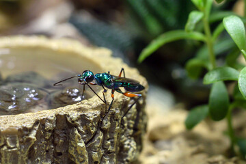 A vibrant metallic insect near a water source in a natural setting.