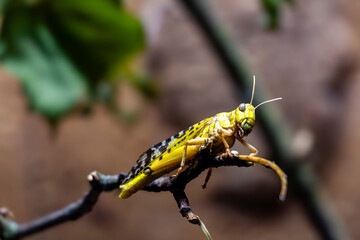 Yellow grasshopper resting on a branch in a natural setting.