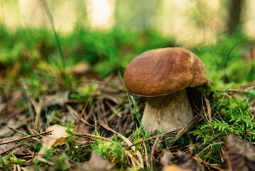 Edible boletus mushroom growing in autumn forest.