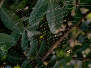 Spider web on leaves, green background