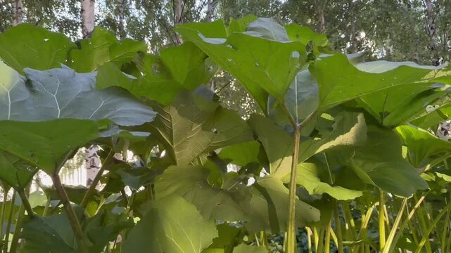 Japanese butterbur growing in a birch forest in summer.
