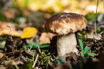 Edible boletus mushroom growing in autumn forest.