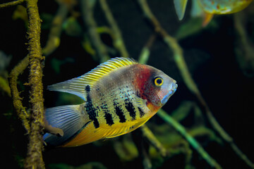 Colorful Firemouth Cichlid Among Aquatic Vegetation