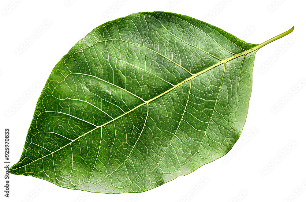 Poster pear green leaf isolated on transparent background. full depth of field.