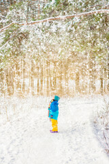 A little boy is walking in a winter forest. A child in colorful bright clothes is standing under a pine tree and looking up at a big snowy tree.