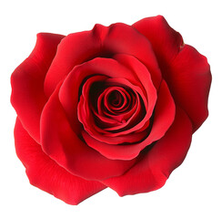 Naklejka premium Set of different beautiful flowers on white background. Banner design