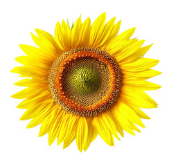 Fototapeta premium Set of different beautiful flowers on white background. Banner design