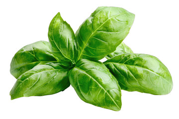 Fresh basil leaves with vibrant green color, perfect for enhancing dishes and adding flavor to culinary creations.
