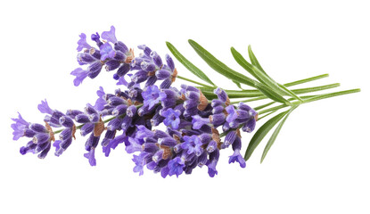Lavender flowers isolated on white background