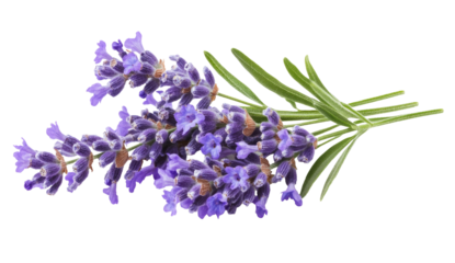 Lavender flowers isolated on white background