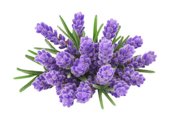 Lavender flowers isolated on white background