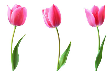 Tulip flower isolated on white background