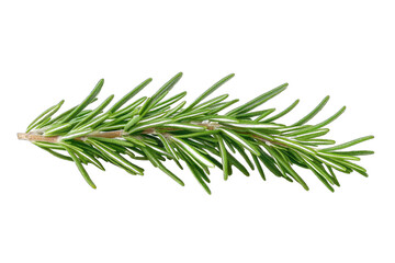 Fresh rosemary branch with vibrant green leaves, perfect for culinary use or as a decorative herb in natural settings.