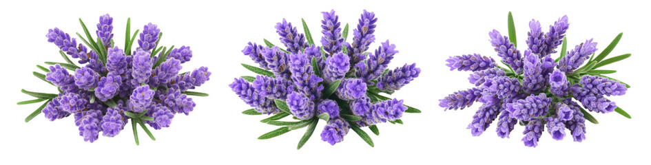 Lavender flowers isolated on white background