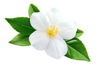 Jasmine flower with leaves  isolated on white background